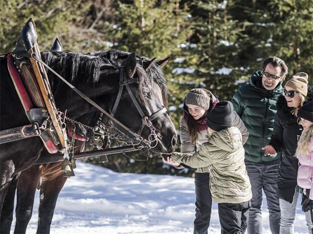 Foto per Slitte trainate dai cavalli in Val Casies